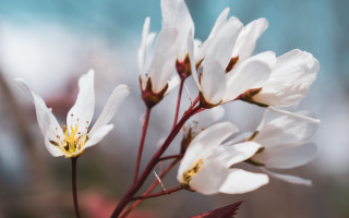 White flower macro blurry background 3 - a close up of a flower free wallpaper