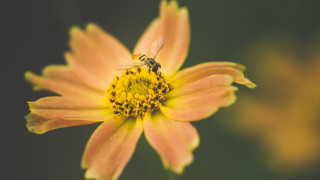 Bee flower macro blurry background - a bee free wallpaper