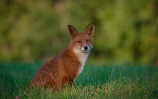 Fox smiling fox in grass - a fox free wallpaper for desktop