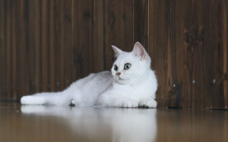 White cat floor wooden wall - wall behind free wallpaper