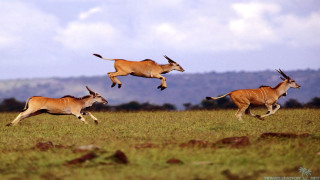 Antelope running field sky clouds - chris labrooy free wallpaper for desktop