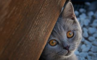 Cat peeking wooden table wide - its eye free wallpaper for desktop