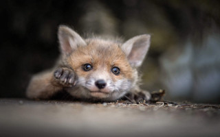 Curious fox cub blue eyes - free animals wallpaper