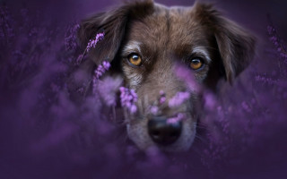 Dog purple background purple flower - a dog free wallpaper for desktop