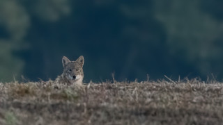 Lone wolf field blurry background - derek hill free wallpaper