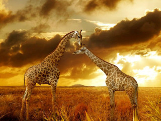 Giraffes sunset field clouds sky - two giraffe free wallpaper