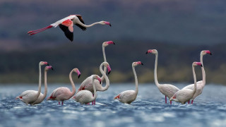 Flamingos water birds ocean sky - above them free wallpaper for desktop