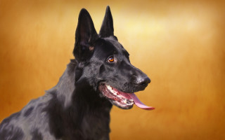 Black dog red tongue yellow - a red tongue free wallpaper for desktop