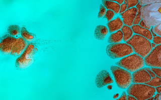 Water bear macro funk mandelbrot - macro art free wallpaper