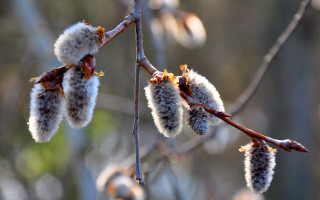 Fuzzy flowers branch sun blurry - branch free wallpaper for desktop