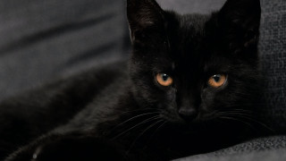 Black cat yellow eyes couch 6 - the couch free wallpaper