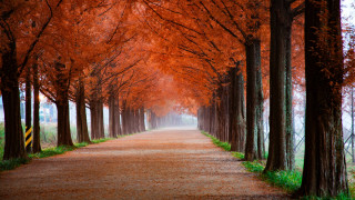 Autumn road caution sign orange - choi buk free wallpaper