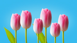Pink flowers green stems blue - single free wallpaper for desktop