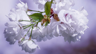 Tree branch white flowers green 5 - cindy wright free wallpaper