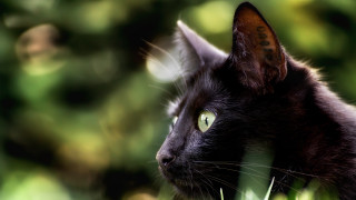 Black cat green eyes bokeh - a blurry background of trees and grass free wallpaper