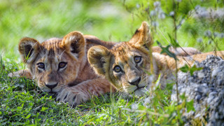 Two lions grass shade tree - the grass together free wallpaper