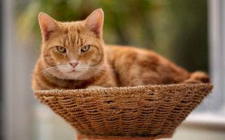 Sad cat basket window sill - a basket free wallpaper