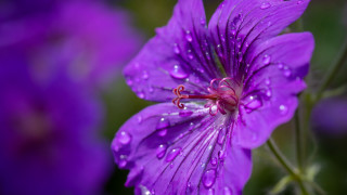 Purple flower water droplets macro 27 - a green leafy area in the foreground free wallpaper