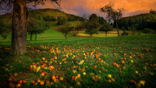 Apple field sunset autumn leaves - fall vibrancy free wallpaper