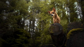 Dog rock forest mossy bush - mossy free wallpaper for desktop