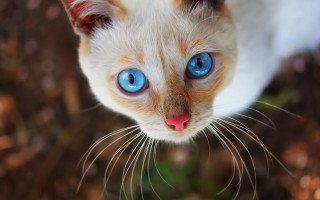 Blue eyes cat macro bokeh - the ground free wallpaper