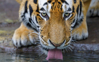 Tiger drinking water blurry photorealistic - a long tongue free wallpaper