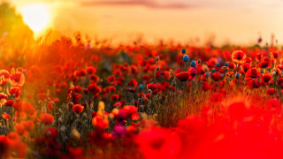Red flowers sunset clouds fire - cloud and sun beams free wallpaper