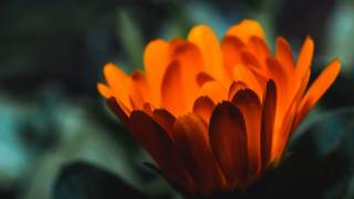 Orange flower macro blurry background 5 - orange flower free wallpaper for desktop