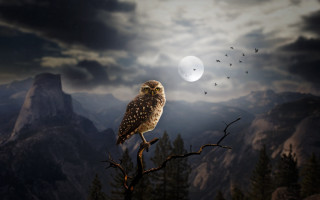Owl moon mountains birds branch - a tree branch in front free wallpaper