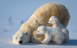 Polar bear cubs snow sky - in the snow free wallpaper