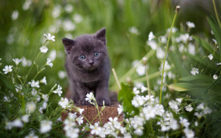 Gray kitten blue eyes flower - a small gray kitten free wallpaper