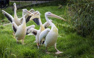 Pelicans group standing open beaks - their beak free wallpaper