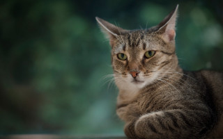 Cat table camera blurry background - a blurry background of trees free wallpaper