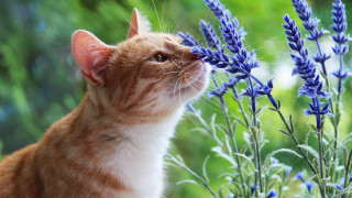 Cat plant blueflowers blurry background - the background and a blurry background of trees free wallpaper