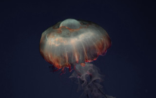 Jellyfish night bioluminescence holography arie - a jellyfish free wallpaper