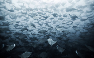 Large fish group underwater ocean - david martin free wallpaper