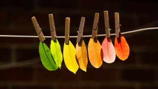 Colorful leaves clothesline ecological art - a clothes line free wallpaper