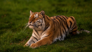 Tiger laying in grass looking 2 - dave allsop free wallpaper