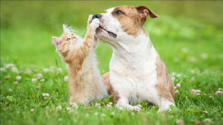 Dog cat playing grass flowers - the grass free wallpaper