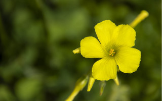 Yellow flower bokeh daisy sunflower - a green background in the background free wallpaper