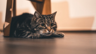 Sad black cat laying floor - optical free wallpaper