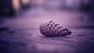 Pine cone road macro blurry - a pine cone free wallpaper