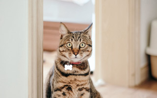 Cat doorframe collar tag sitting - a tag free wallpaper