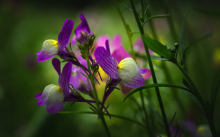 Purple flower macro background nature - yellow tip free wallpaper