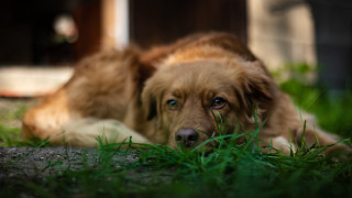 Sad dog grass outdoors blurry - its face free wallpaper