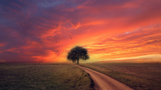 Tree dirtroad field sunset birds - a sunset in the background and birds free wallpaper