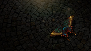 Butterfly stone floor night light - the dark night time free wallpaper