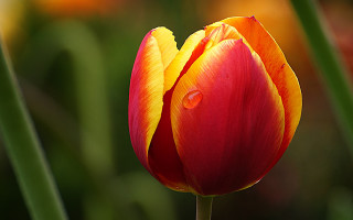 Red yellow flower water droplets 3 - green stem free wallpaper