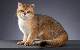 Sad cat table carlos shiba - sumatraism free wallpaper for desktop