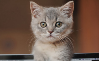 Small kitten laptop sad cute - a small kitten free wallpaper